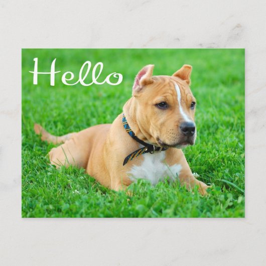 hallo Pit Bull Puppy Dog Blank Briefkaart (Voorkant)