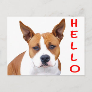 Hallo Pit Bull Puppy Hond Blanke Postkaart
