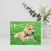 Hallo Pit Bull Puppy Hond Blanke Postkaart (Staand voorkant)
