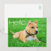 Hallo Pit Bull Puppy Hond Blanke Postkaart (Voorkant / Achterkant)