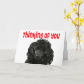 Hallo Poedel denkt aan jou Kaart (Gele Bloem)