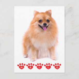 Hallo Pomeranian Puppie Hond Blank Postkaart