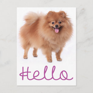 Hallo Pomeranian Puppy Hond Blank Postkaart