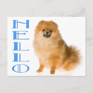 Hallo Pomeranian Puppy Hond Blanke Postkaart