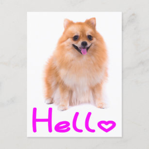 hallo Pommerse puppy Dog Blank Post Card Briefkaart