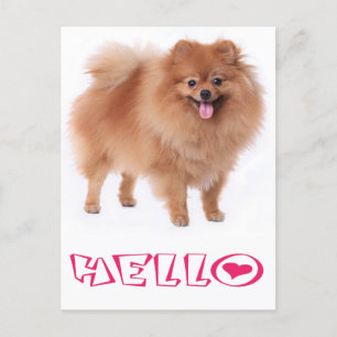 Hallo Pommerse puppy hond Blank Post Kaart