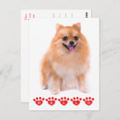 Hallo Pommerse puppy hond Blank Post Kaart (Voorkant / Achterkant)