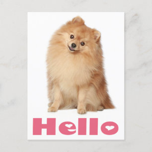 Hallo Pommerse puppy hond Blank Post Kaart