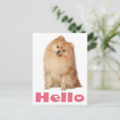 Hallo Pommerse puppy hond Blank Post Kaart (Staand voorkant)