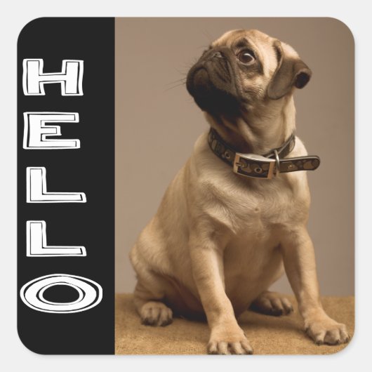 Hallo Pug Puppies Hond Sticker / Label (Voorkant)