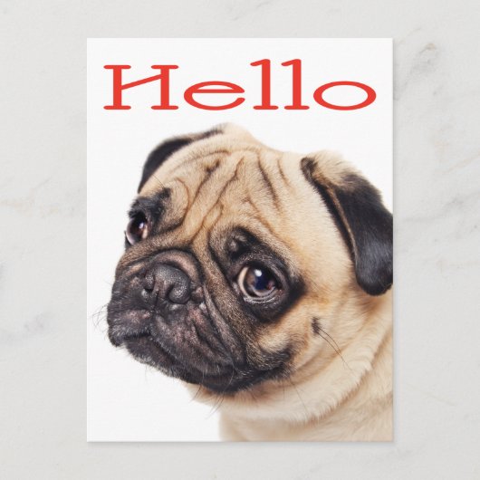 hallo Pug Puppy Dog Greeting Briefkaart (Voorkant)