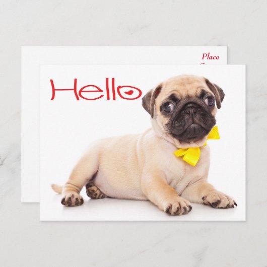 hallo Pug Puppy Dog Greeting Briefkaart (Voorkant / Achterkant)