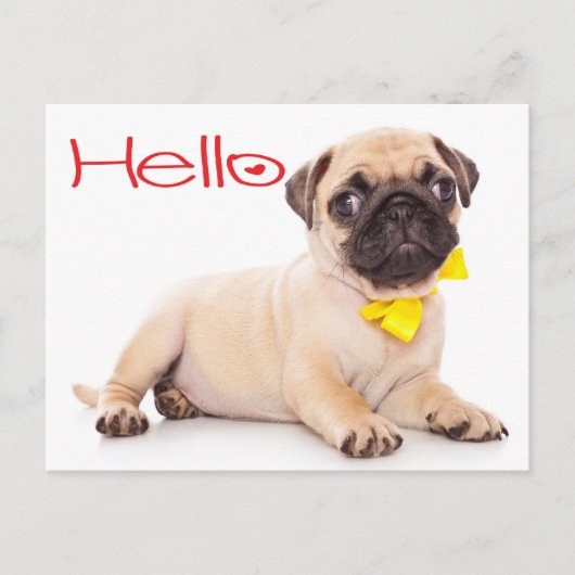 hallo Pug Puppy Dog Greeting Briefkaart (Voorkant)