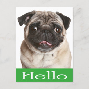 hallo Pug Puppy Dog Greeting Briefkaart