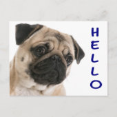 hallo Pug Puppy Dog Greeting Briefkaart (Voorkant)
