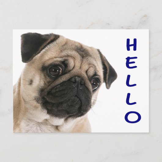 hallo Pug Puppy Dog Greeting Briefkaart (Voorkant)
