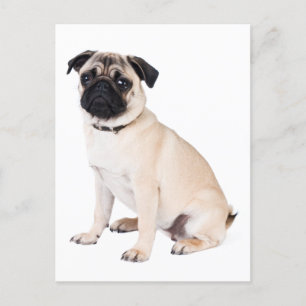 hallo Pug Puppy Dog Greeting Briefkaart