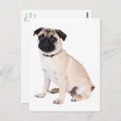hallo Pug Puppy Dog Greeting Briefkaart (Voorkant / Achterkant)