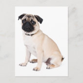 hallo Pug Puppy Dog Greeting Briefkaart (Voorkant)