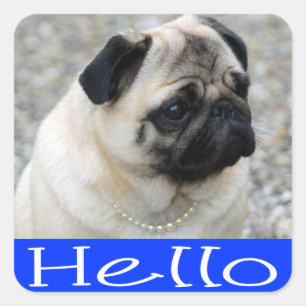 Hallo Pug Puppy Dog Sticker / Label