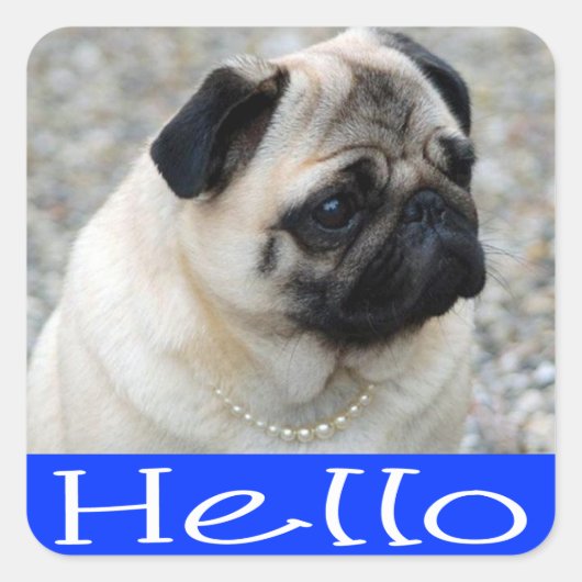 Hallo Pug Puppy Dog Sticker / Label (Voorkant)