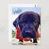 Hallo Puppy Briefkaart (Voorkant / Achterkant)
