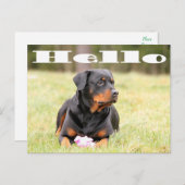 hallo Rottweiler Puppy Dog Greeting Briefkaart (Voorkant / Achterkant)