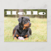 hallo Rottweiler Puppy Dog Greeting Briefkaart (Voorkant)