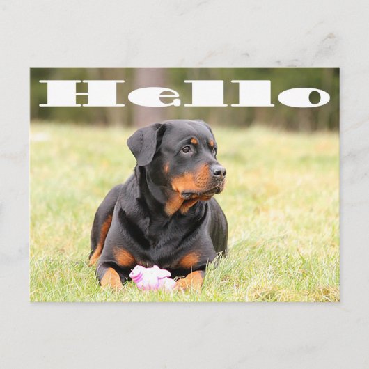 hallo Rottweiler Puppy Dog Greeting Briefkaart (Voorkant)