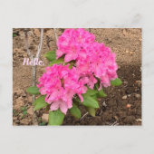 Hallo Roze Rhododendron Bloemen Briefkaarten (Voorkant)