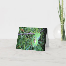 hallo rupsband notecard kaart