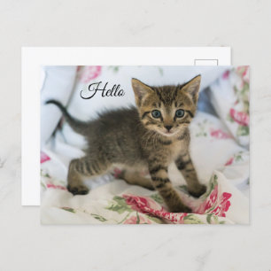 Hallo Schattig Tabby Kitten Kijken Verrast Briefkaart
