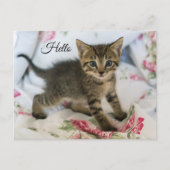 Hallo Schattig Tabby Kitten Kijken Verrast Briefkaart (Voorkant)