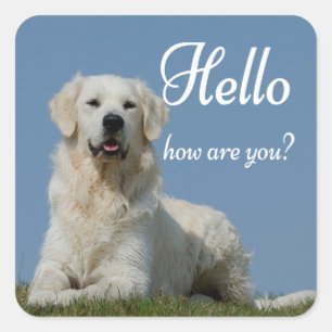 Hallo Schattige Puppy Hond Liefhebber Golden Retri Vierkante Sticker