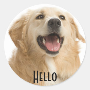 Hallo Schattigee Golden Retriever Puppy Dog Sticke Ronde Sticker