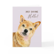 Hallo €? | Schattigee Shiba Inu Dog