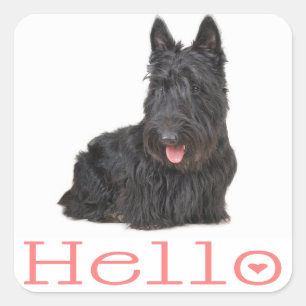 Hallo Schotse Terrier Puppies Hond Sticker / Label