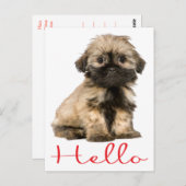 hallo Shih Tzu Puppy Dog Briefkaart (Voorkant / Achterkant)