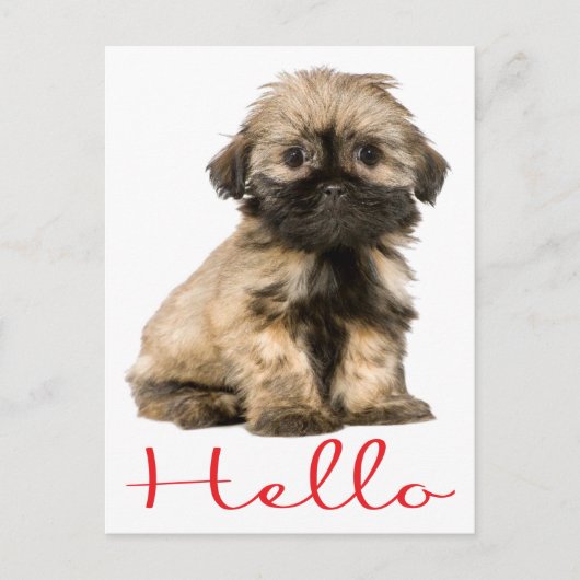 hallo Shih Tzu Puppy Dog Briefkaart (Voorkant)