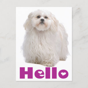 hallo Shih Tzu Puppy Dog Briefkaart