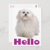 hallo Shih Tzu Puppy Dog Briefkaart (Voorkant / Achterkant)