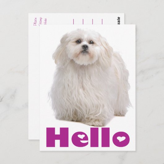 hallo Shih Tzu Puppy Dog Briefkaart (Voorkant / Achterkant)