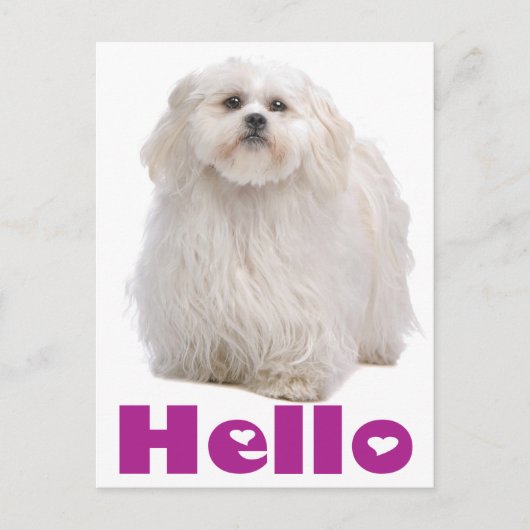 hallo Shih Tzu Puppy Dog Briefkaart (Voorkant)