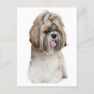 Hallo Shih Tzu Puppy Dog - Liefde, Briefkaart
