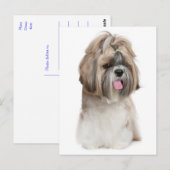 Hallo Shih Tzu Puppy Dog - Liefde, Briefkaart (Voorkant / Achterkant)