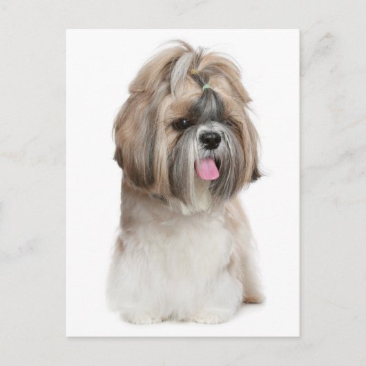 Hallo Shih Tzu Puppy Dog - Liefde, Briefkaart (Voorkant)