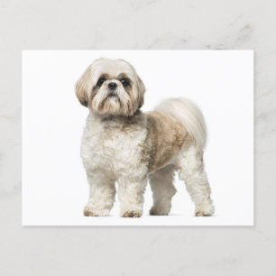 Hallo Shih Tzu Puppy Dog - Liefde, Miss You Briefkaart