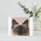 hallo siamese kat knettert oude leeftijd gebarsten briefkaart (Staand voorkant)