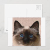 hallo siamese kat knettert oude leeftijd gebarsten briefkaart (Voorkant / Achterkant)