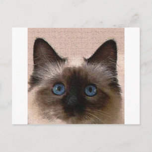 hallo siamese kat knettert oude leeftijd gebarsten briefkaart